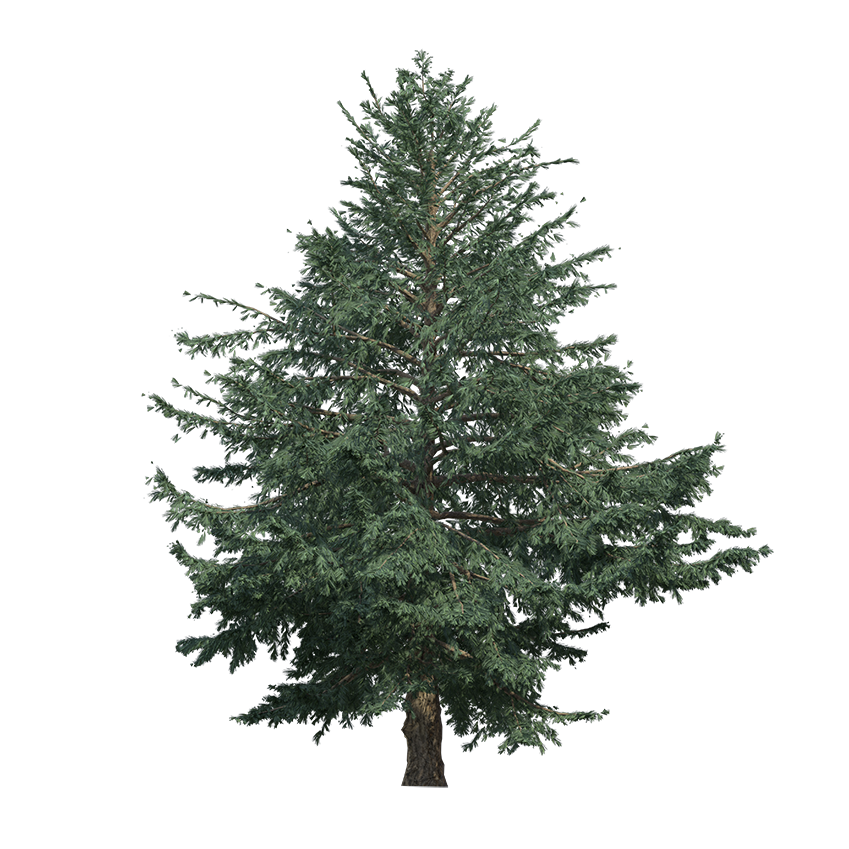Cedrus deodara - Himalayan Cedar